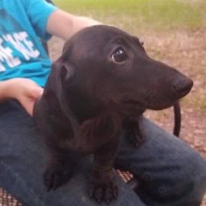 Meet your Posher, Chance